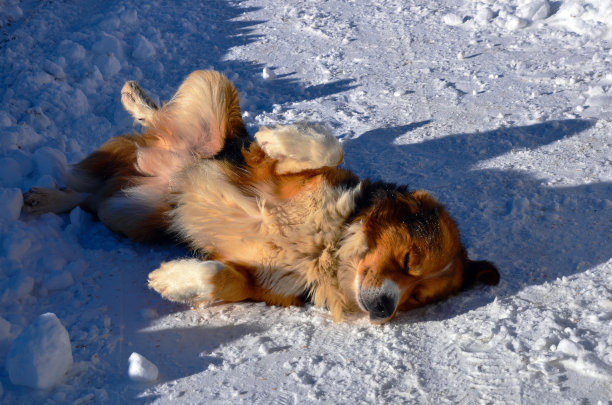 快乐的狗在雪地上图片下载