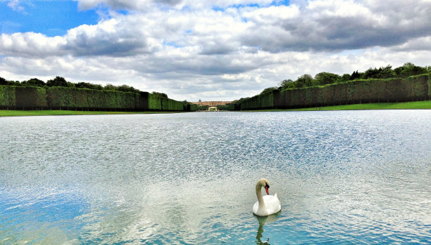 天鹅在湖图片下载