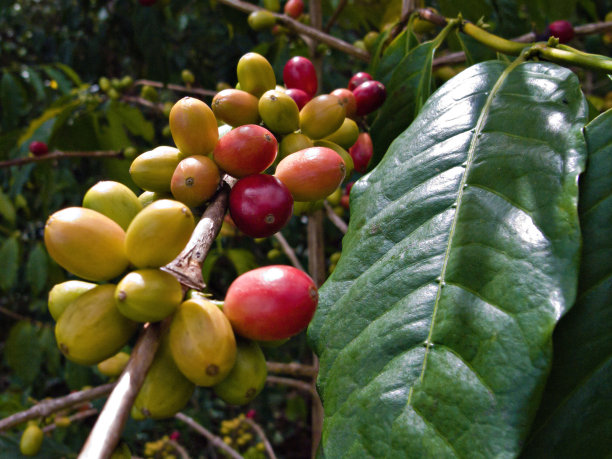咖啡浆果在花园里的树上。图片下载