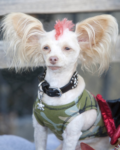 莫霍克狗图片下载