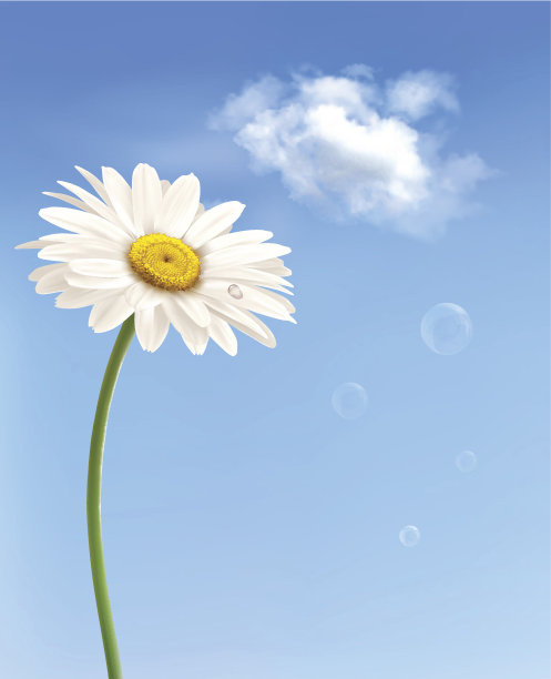 蓝天下美丽的白色雏菊。向量。图片下载