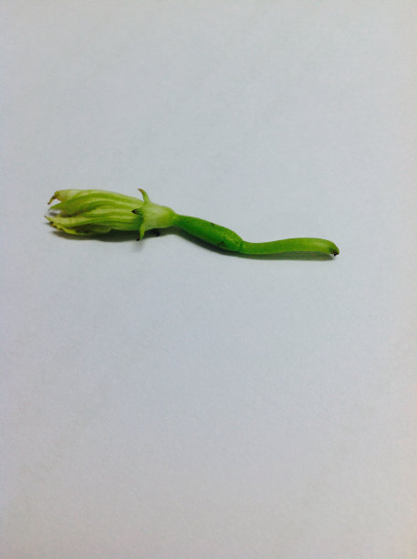 大球菌的花大球菌的花图片下载