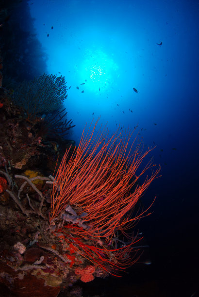 阳光下的水图片下载