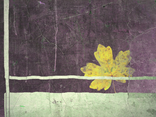 垃圾墙和黄色枫叶图片下载