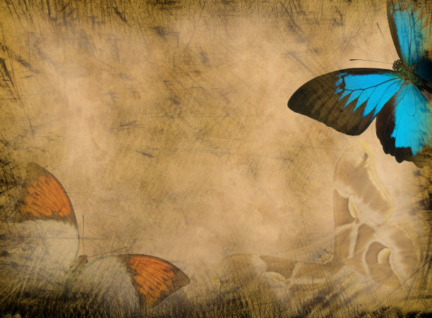 蝴蝶的背景图片下载