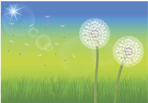 蒲公英图片下载