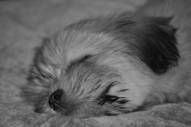 小狗睡着了图片下载