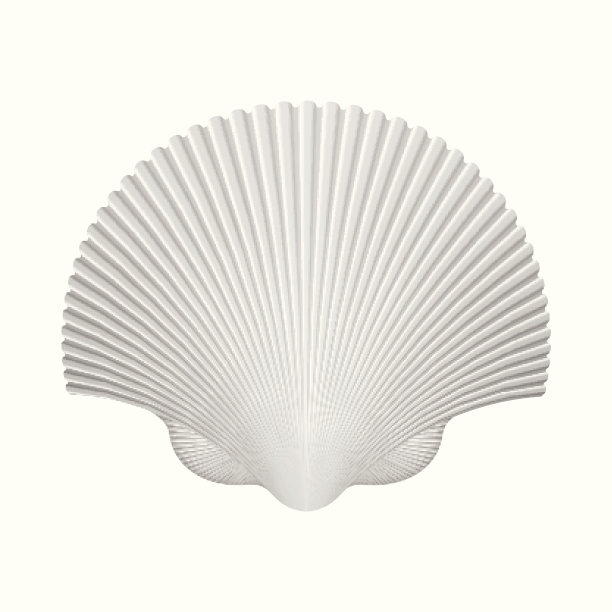 扇贝壳。孤立在白色的。矢量图图片下载
