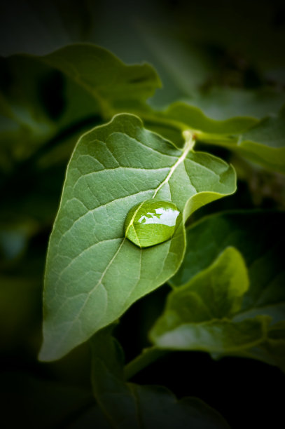 滴在叶子图片下载