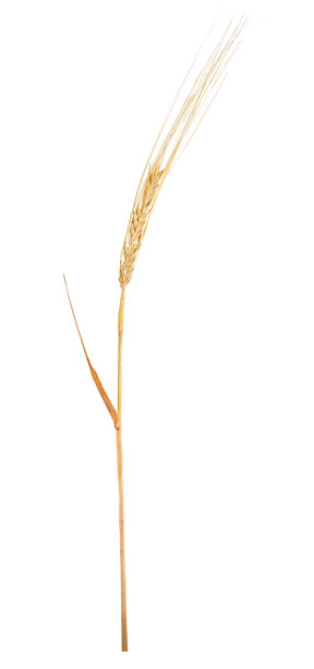 白色的单金大麦穗图片下载