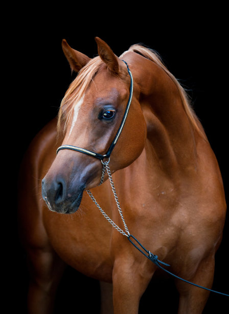 栗色马孤立在黑色背景。图片下载