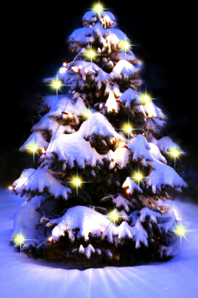 圣诞树。图片下载