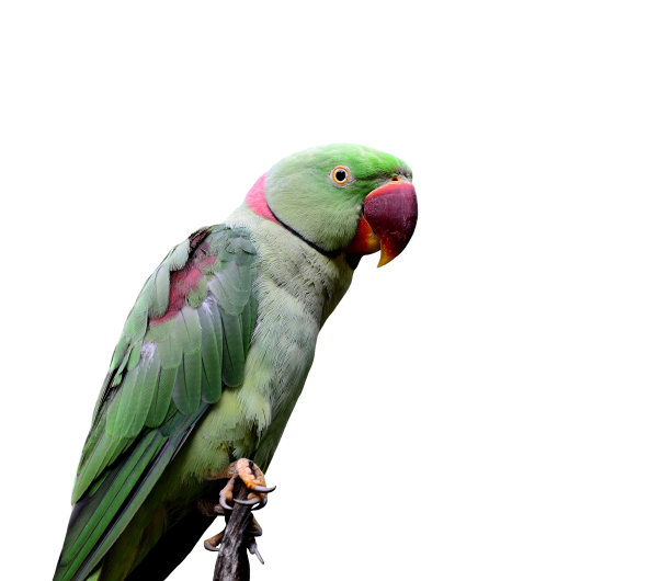 亚历山大鹦鹉 (Psittacula eupatria) 美丽的绿色标准杆图片下载