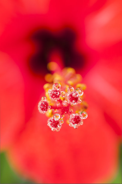 美丽的花与水珠。图片下载