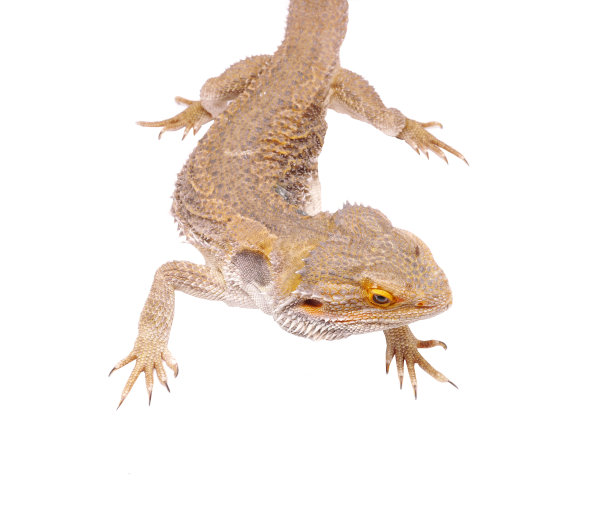 松狮蜥图片下载