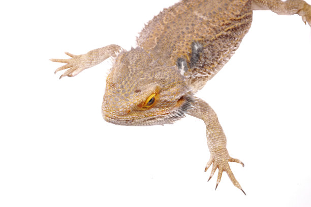 松狮蜥图片下载