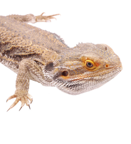 松狮蜥图片下载