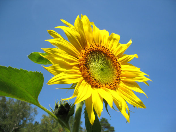 向日葵图片下载