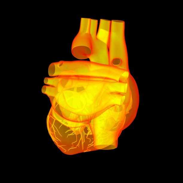 红色的人类心脏图片下载