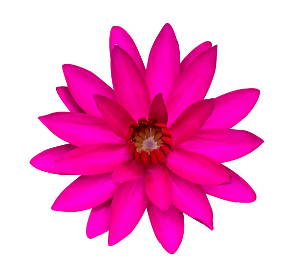 分离的深粉红色睡莲图片下载