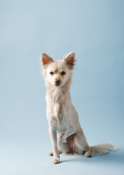 吉娃娃图片下载