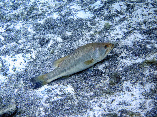 大嘴巴鲈鱼休息-范宁温泉图片下载