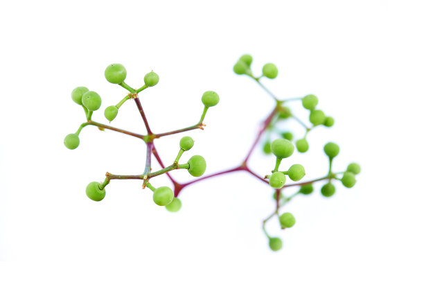 长着绿色果实的树枝图片下载