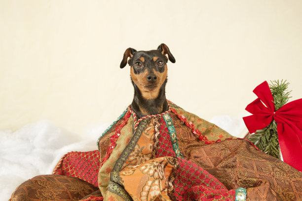 狗儿祝你圣诞快乐图片下载