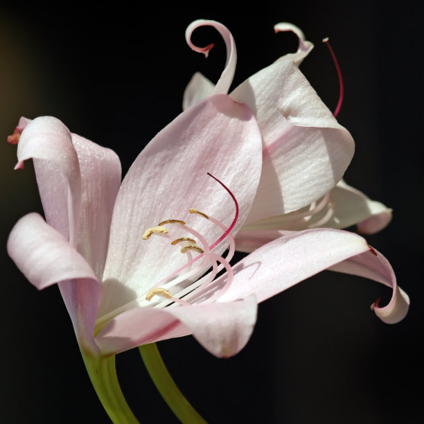 莉莉花图片下载