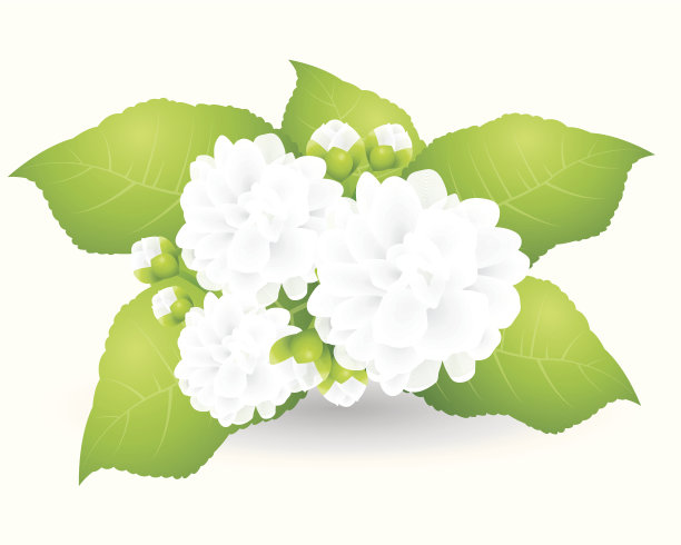 茉莉花图片下载
