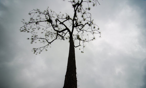 克丝雅树和阴天图片下载