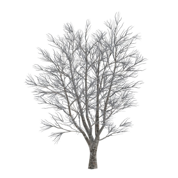 枯树无叶孤立。宏碁图片下载