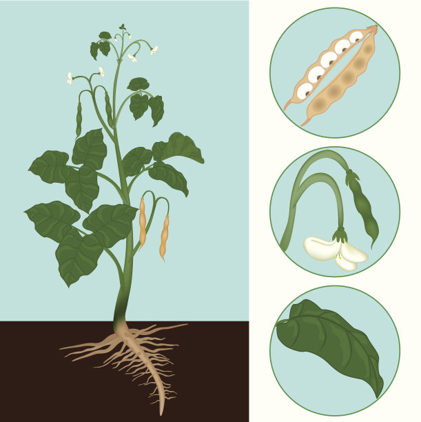 哈里科特图片下载