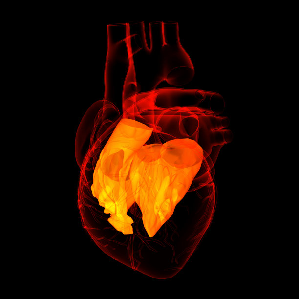 3d渲染心脏心房图片下载