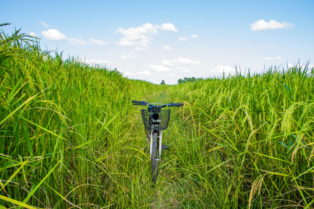 在稻田里骑自行车图片下载