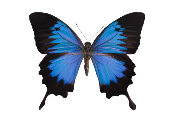 白色背景上的蓝黑蝴蝶图片下载