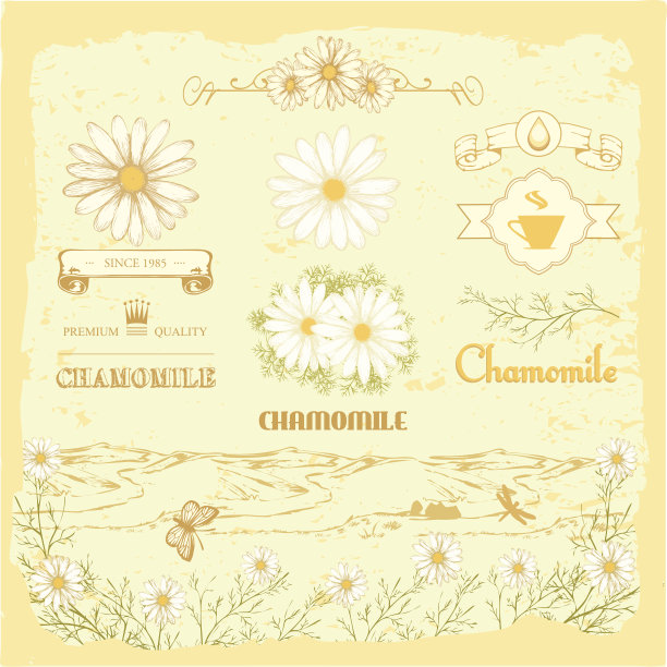 洋甘菊，洋甘菊，香草花，图片下载