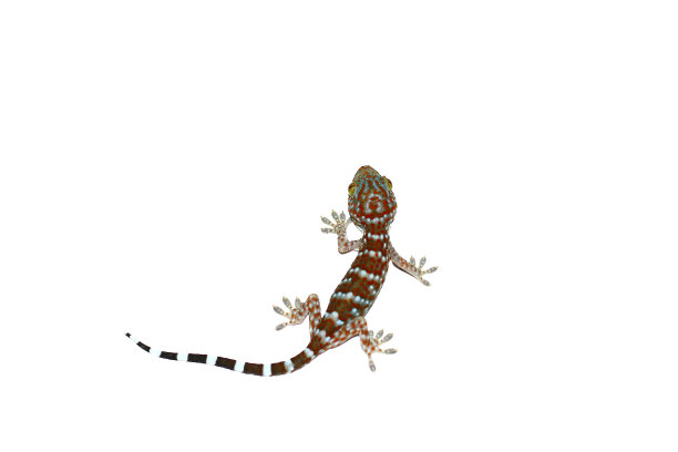 壁虎在白图片下载