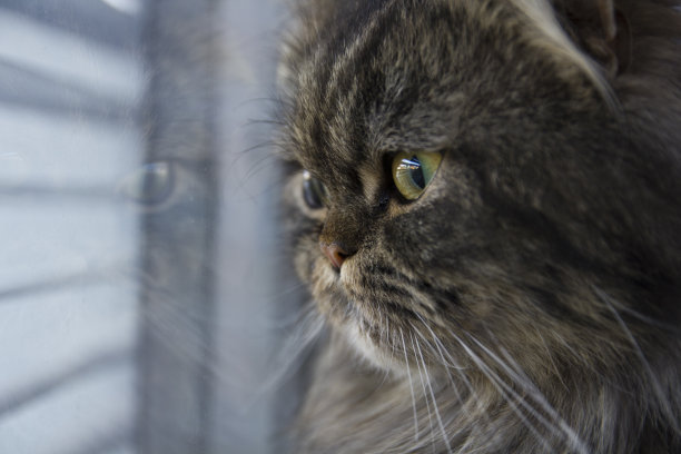 窗户上的猫影图片下载