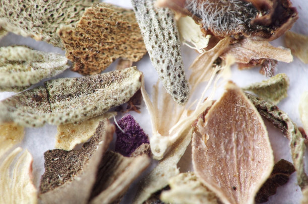 普罗旺斯草药极端宏观特写图片下载