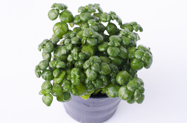 盆栽幼苗图片下载