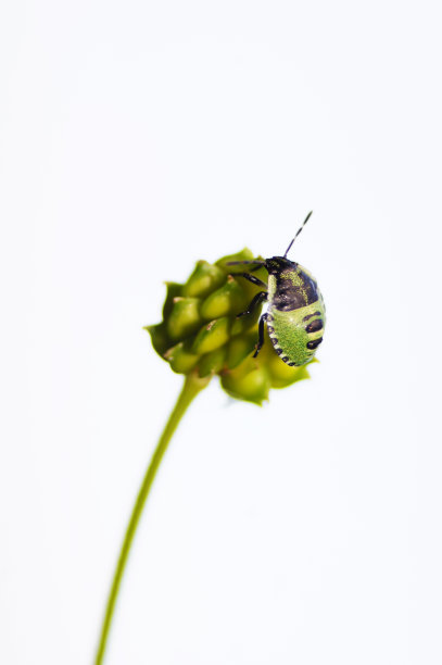 年轻的绿盾蚧。图片下载