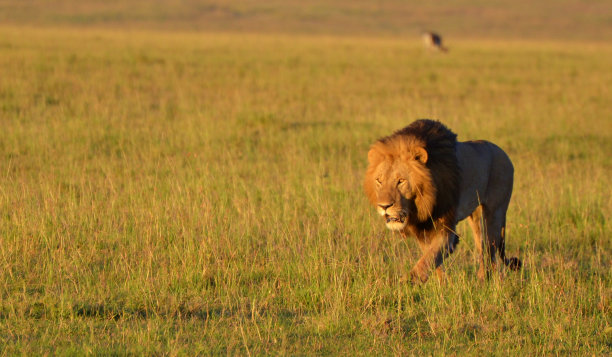 塞伦盖蒂的狮子图片下载