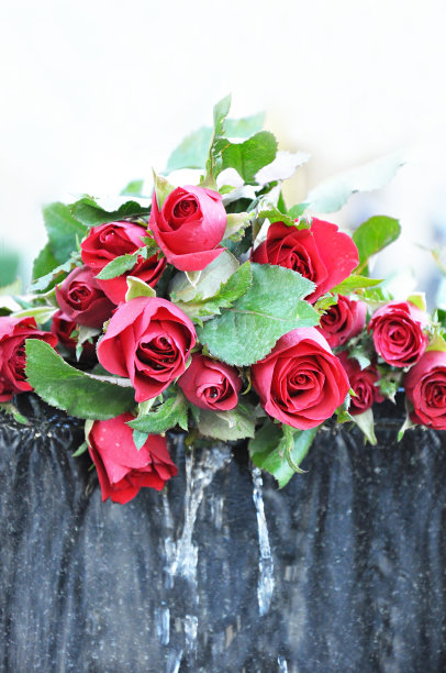 红玫瑰图片下载