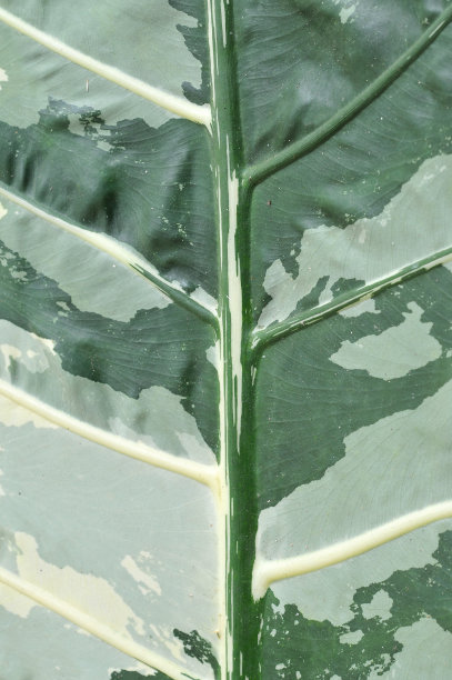 叶自然背景图片下载