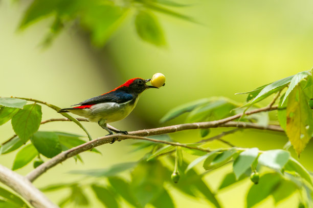 男性Scarlet-backed Flowerpecker图片下载