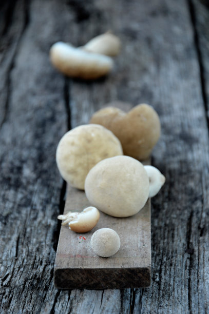 新鲜的森林蘑菇图片下载