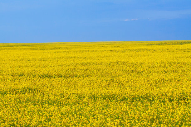 开花油菜领域图片下载