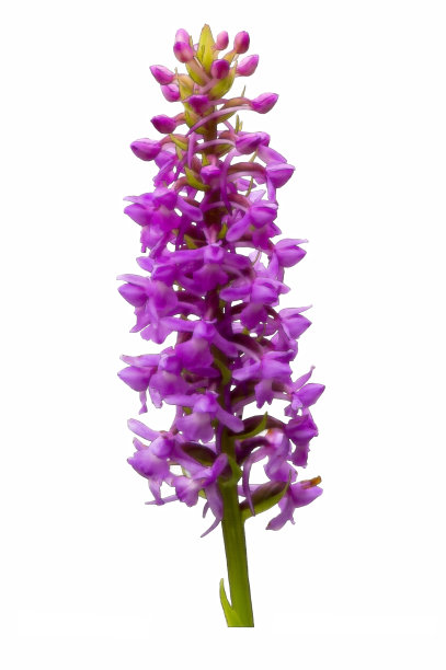 野生兰花的彩色铅笔图片图片下载