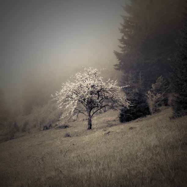 开花苹果树的复古照片图片下载